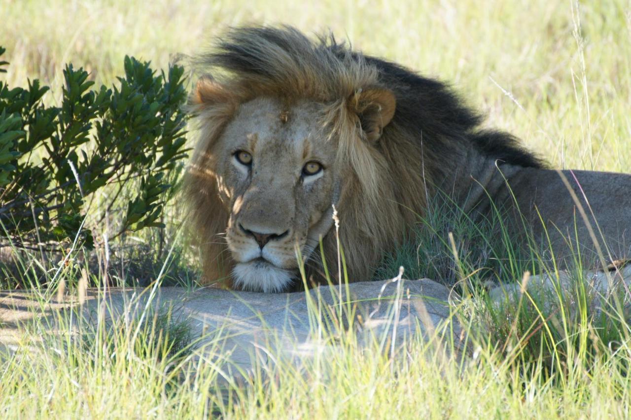 Lalibela Game Reserve - Kichaka Lodge Paterson Exterior photo