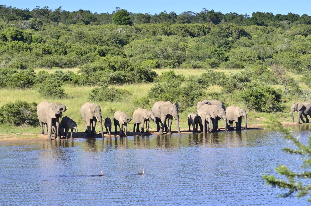 Lalibela Game Reserve - Kichaka Lodge Paterson Exterior photo